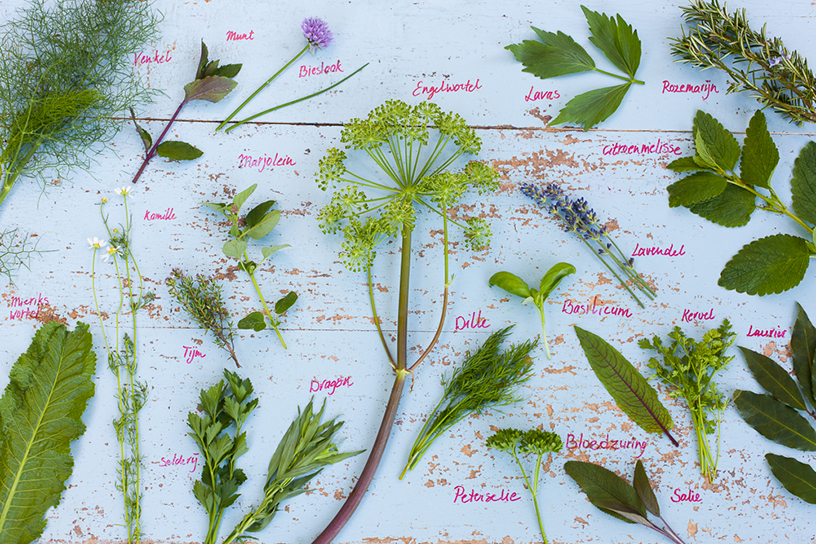 Verschillende soorten kruiden